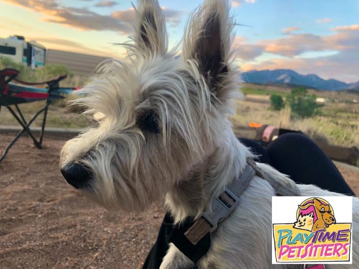 dog hikes colorado springs