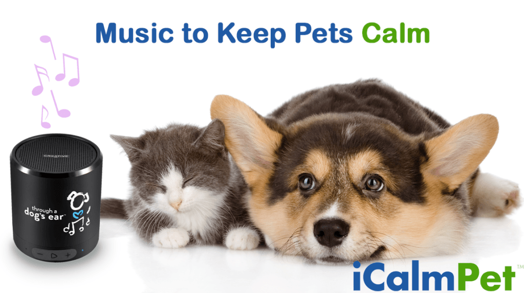 pet sitters dog walking colorado springs
