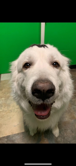 My dog groomer makes me this happy!