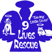 Pet Sitting and Dog Walking Colorado Springs