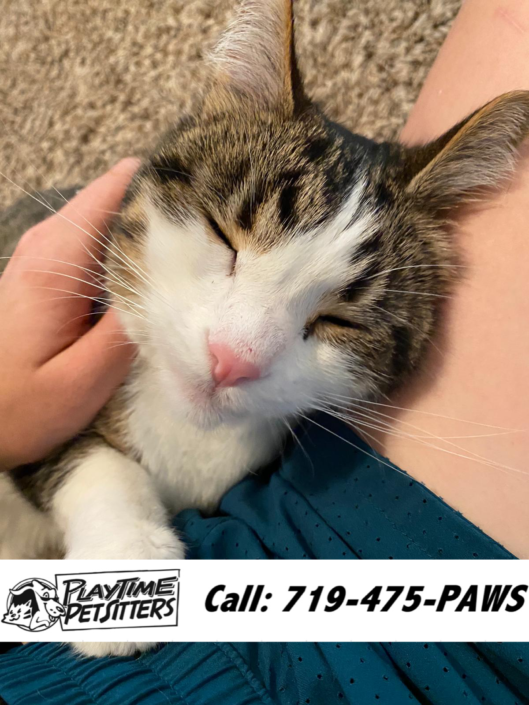 Pet Sitting and Dog Walking Colorado Springs