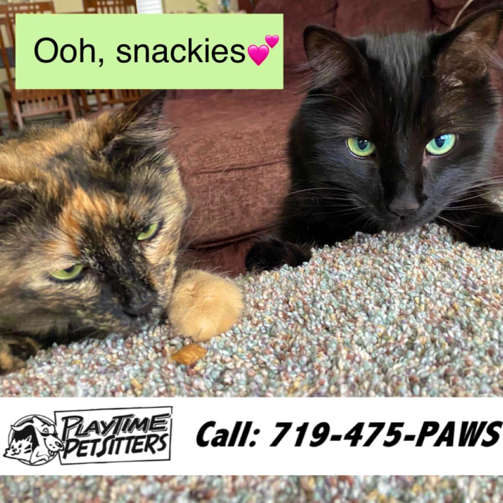 Pet Sitting and Dog Walking Colorado Springs