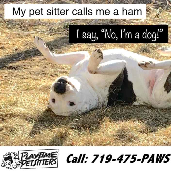 Pet Sitting and Dog Walking Colorado Springs