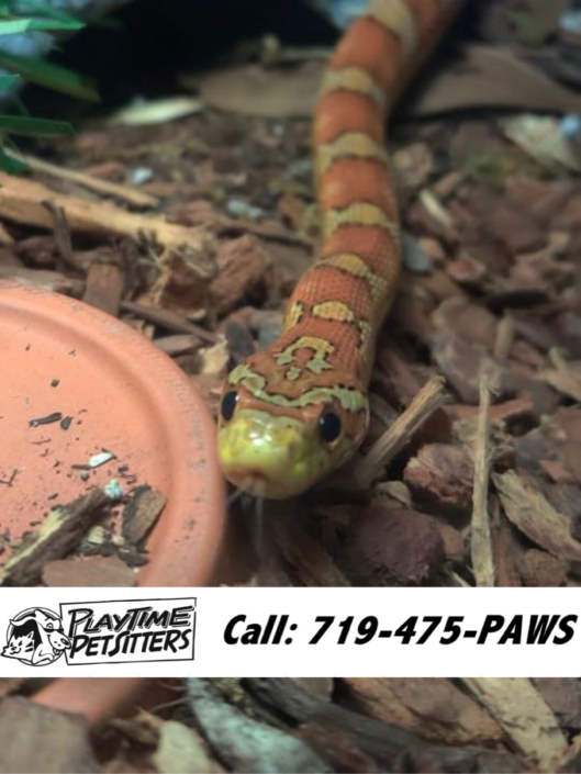 Pet Sitting and Dog Walking Colorado Springs