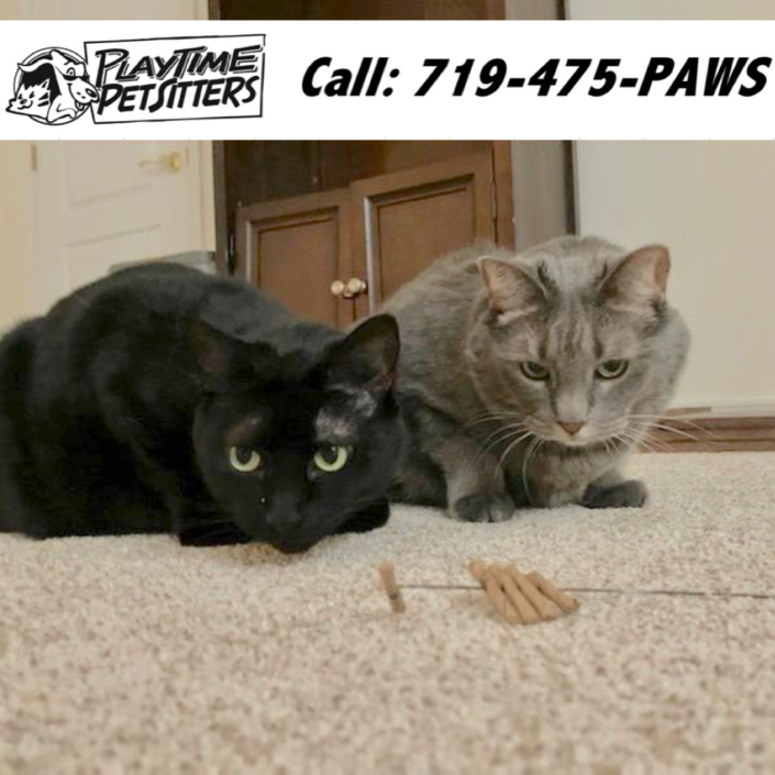 Pet Sitting and Dog Walking Colorado Springs