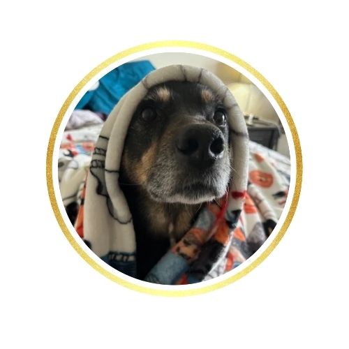 Pet Sitting and Dog Walking Colorado Springs
