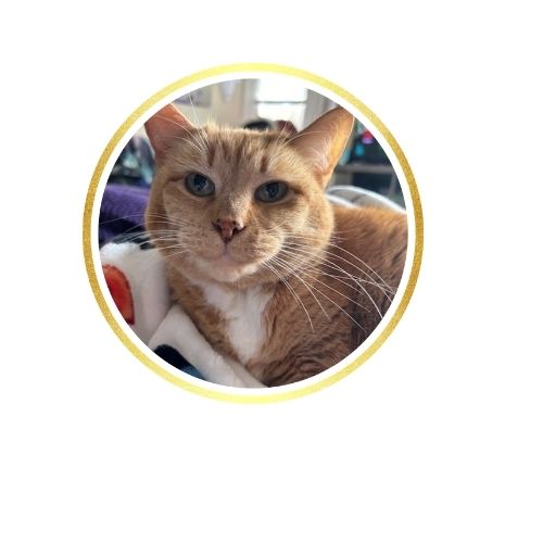 Pet Sitting and Dog Walking Colorado Springs