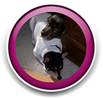 Pet Sitting and Dog Walking Colorado Springs