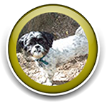 Pet Sitting and Dog Walking Colorado Springs