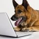 dog email