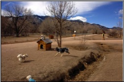 Pet Sitting and Dog Walking Colorado Springs