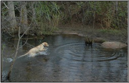 Pet Sitting and Dog Walking Colorado Springs