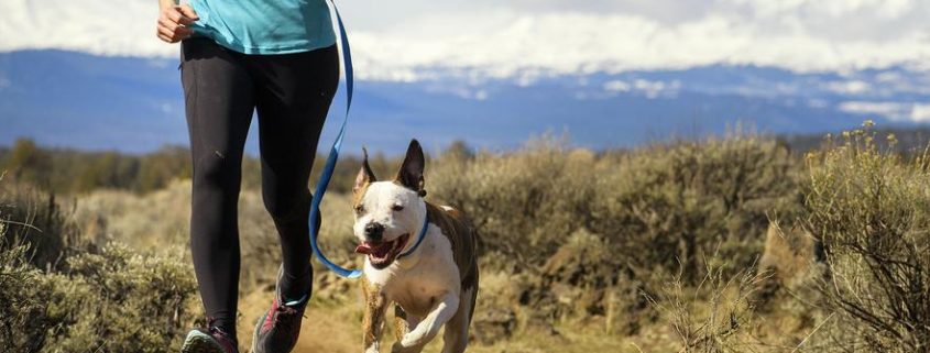 Dog Friendly Hiking Colorado Springs