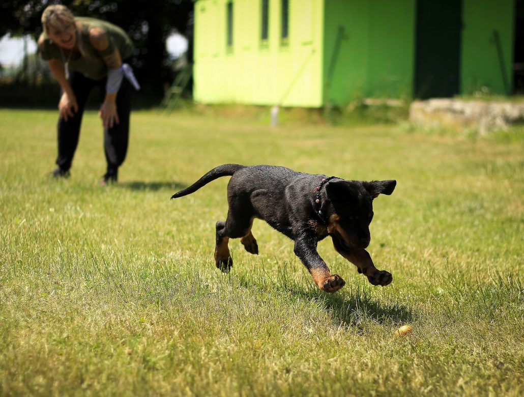 Did You Know? | PlayTime Pet Sitters & Dog Walkers