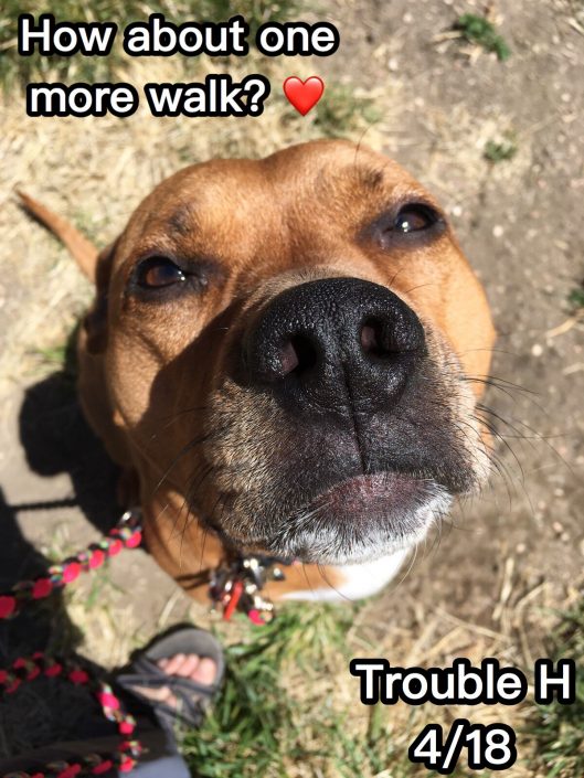 playtime pet sitters and dog walkers