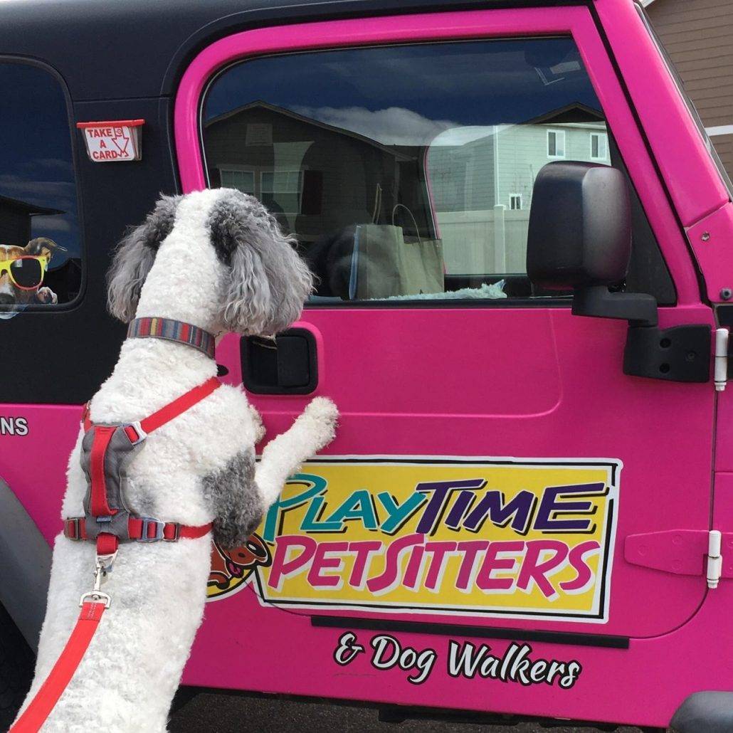 Best Pet Sitters & Dog Walkers Colorado Springs I PlayTime Pet Sitters