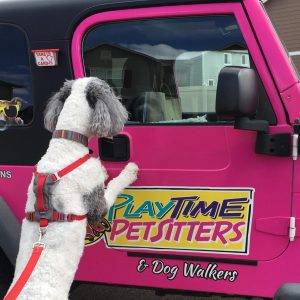 playtime pet sitters & dog walkers