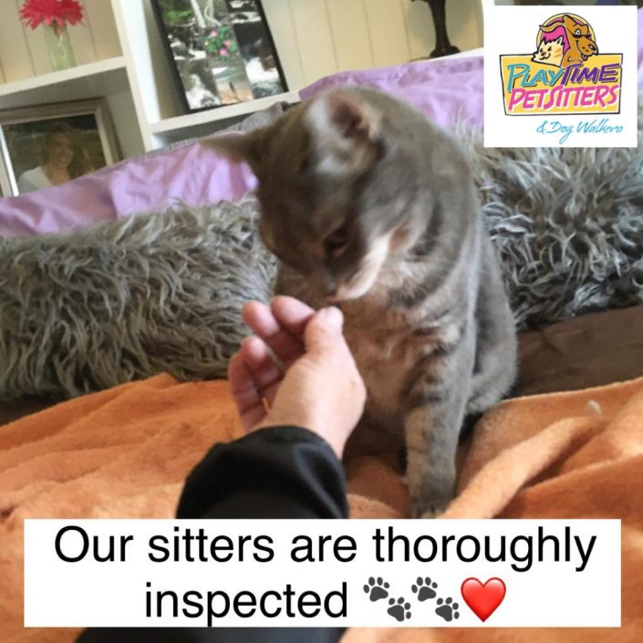 best pet sitters colorado springs