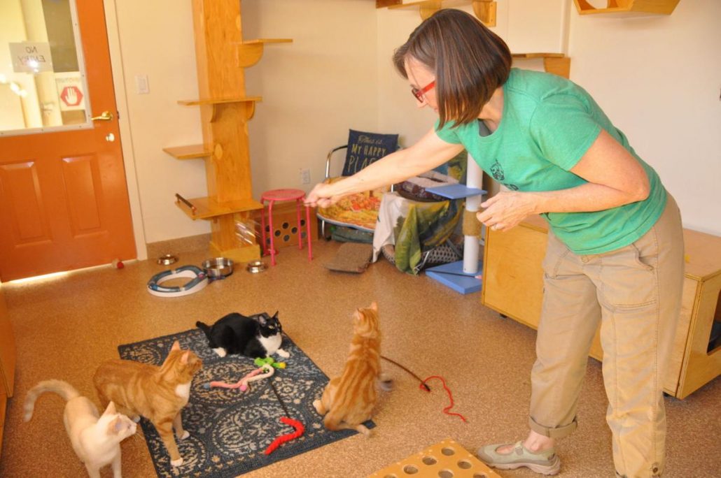 The Coolest Cat Rescues in the Colorado Springs Area! PlayTime Pet