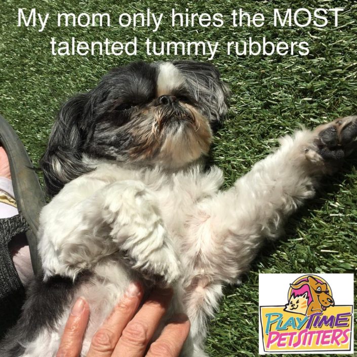 best pet sitters colorado springs