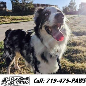 Best dog walkers colorado springs