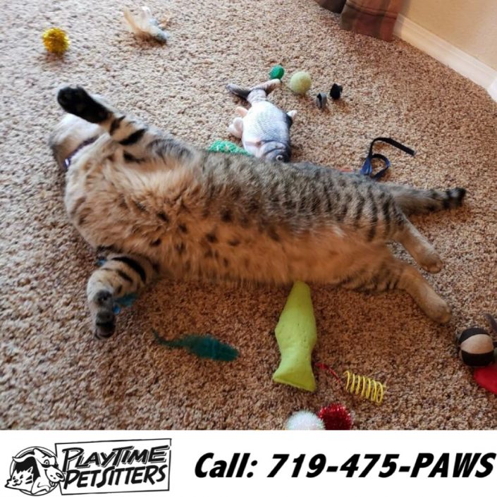 cat sitters colorado springs