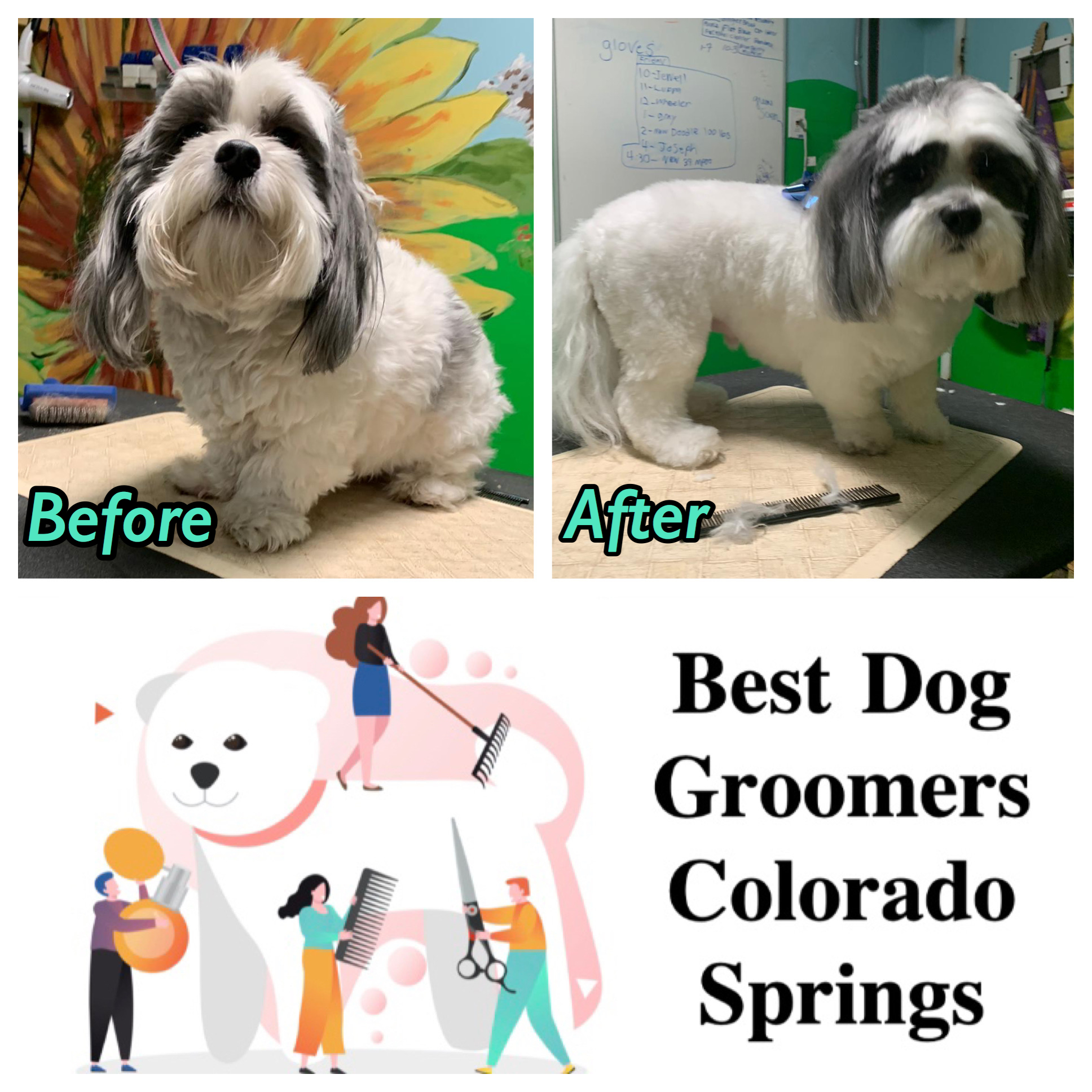 Top Dog Groomer Colorado Springs of the decade Check it out now 
