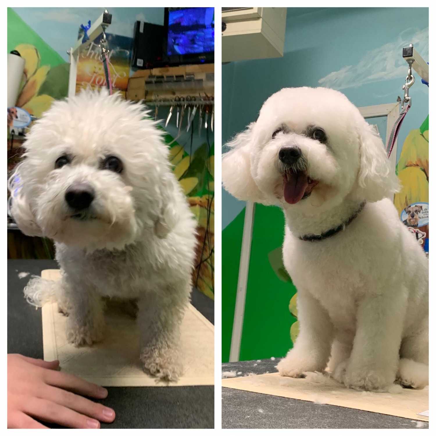 Best Dog Groomers Colorado Springs to groom your fur babies Best Dog Groomers Colorado Springs to groom your fur babies