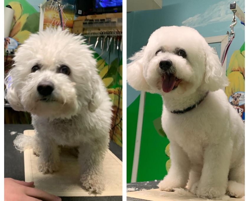 Best Dog Groomers Colorado Springs to groom your fur babies