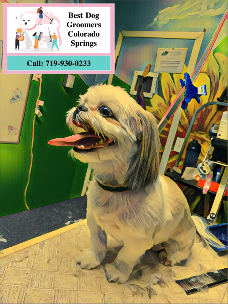 Best Dog Groomers Colorado Springs to groom your fur babies