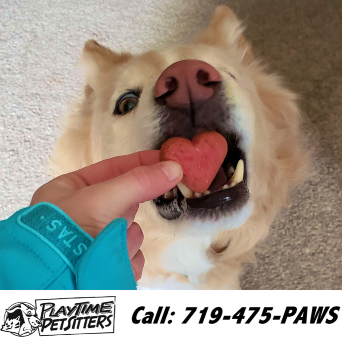 Pet Sitting and Dog Walking Colorado Springs