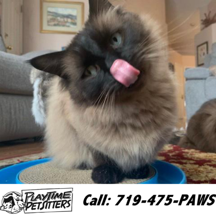 Pet Sitting and Dog Walking Colorado Springs