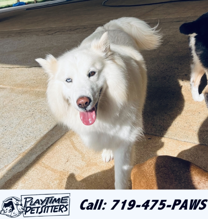 Pet Sitting and Dog Walking Colorado Springs