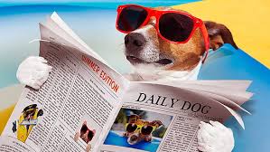 Pet Sitting and Dog Walking Colorado Springs