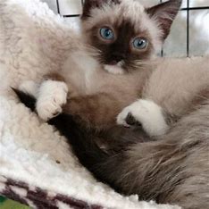 blue eyed cat Pet Sitting and Dog Walking Colorado Springs