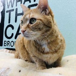 look what the cat brought in Pet Sitting and Dog Walking Colorado Springs