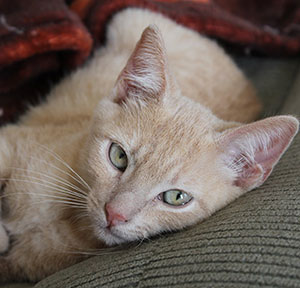 look what the cat Pet Sitting and Dog Walking Colorado Springs