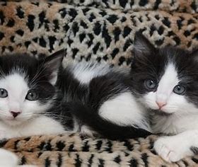 two cats look what the cat brought in Pet Sitting and Dog Walking Colorado Springs