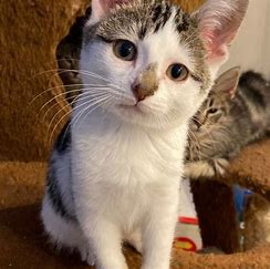 wild blue cats colorado springs Pet Sitting and Dog Walking Colorado Springs