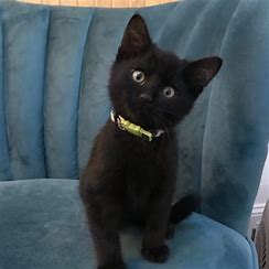 wild blue cats kitten Pet Sitting and Dog Walking Colorado Springs