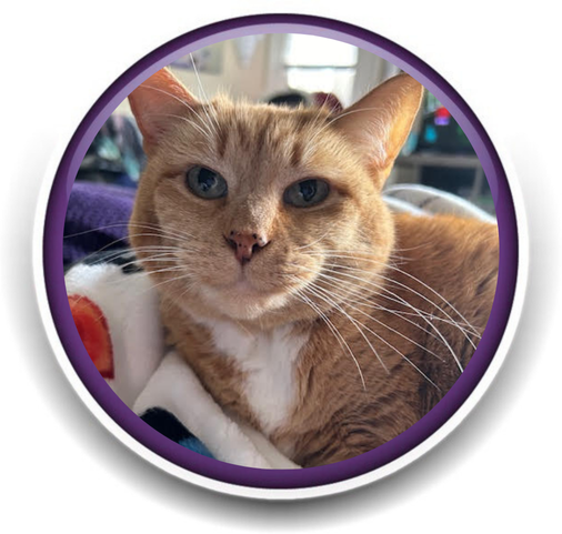 Pet Sitting and Dog Walking Colorado Springs