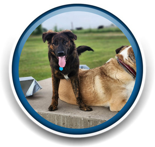 Pet Sitting and Dog Walking Colorado Springs