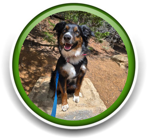 Pet Sitting and Dog Walking Colorado Springs