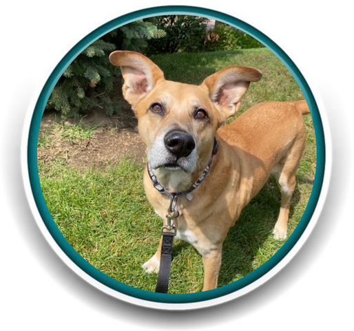 Pet Sitting and Dog Walking Colorado Springs