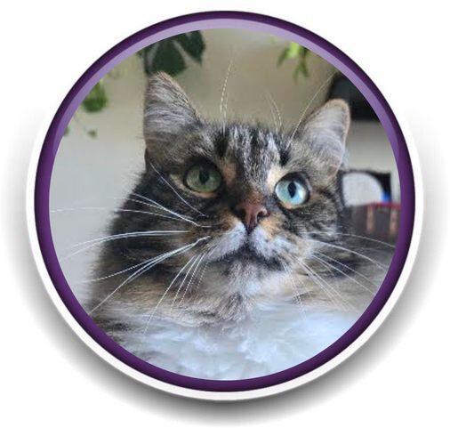 Pet Sitting and Dog Walking Colorado Springs