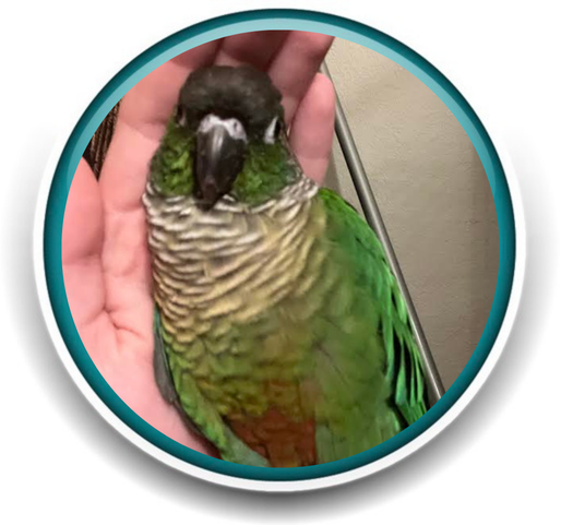 Pet Sitting and Dog Walking Colorado Springs