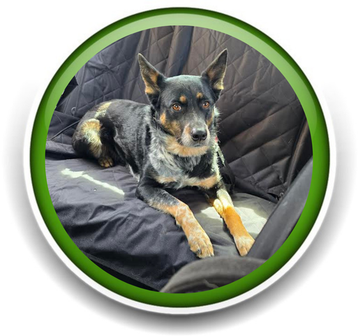 Pet Sitting and Dog Walking Colorado Springs