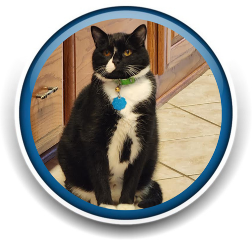 Pet Sitting and Dog Walking Colorado Springs