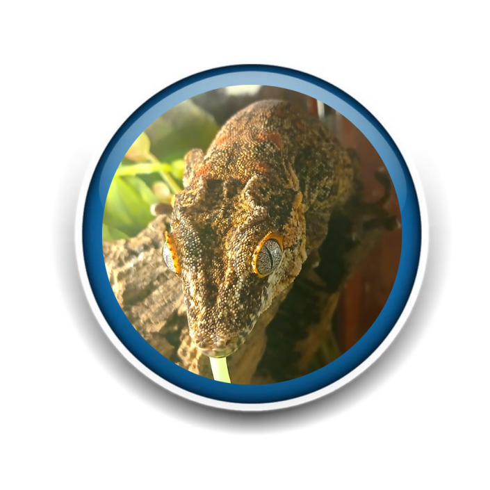 Pet Sitting and Dog Walking Colorado Springs