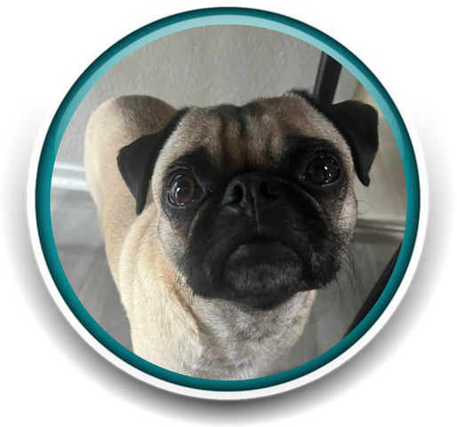 Pet Sitting and Dog Walking Colorado Springs